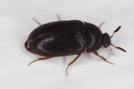 carpet beetle control treatment