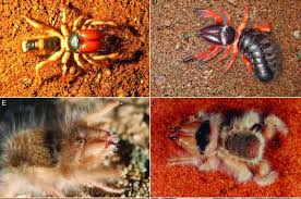They are nocturnal creatures, so they hunt at night and look for the shade during the day. Study Takes Close Look At Formidable Camel Spider Jaws