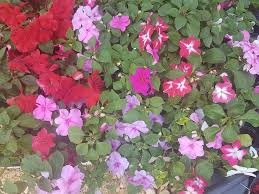 Този сорт е много подходящо цвете за скален кът на сянка. Impaciens Ciganche Cvete Za House Garden Bozhichen Facebook