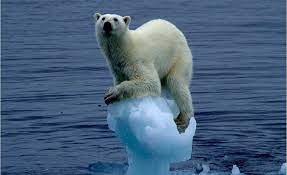 Mas de 600 osos polares se acumulan en una isla porque ya no hay hielo