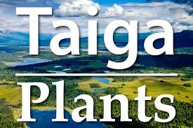 plants of the taiga a list of taiga