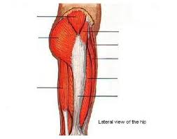 Upper part of the ischial tuberosity insertion: Upper Thigh Muscles