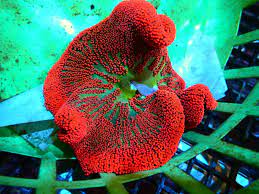 red carpet saddle anemone