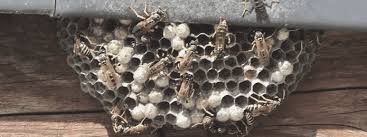Can Wasps Nest In Your Home Over Winter