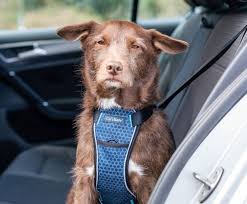 Carsafe Crash Tested Dog Harness Dog
