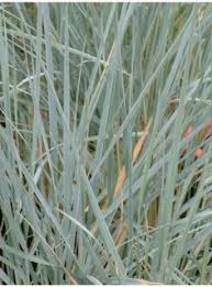 0583034., south africa, on this page :. 13 Grass Ideas Grass Plants Mail Order Plants