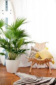 indoor plants for living room