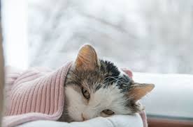 can my cat catch my cold