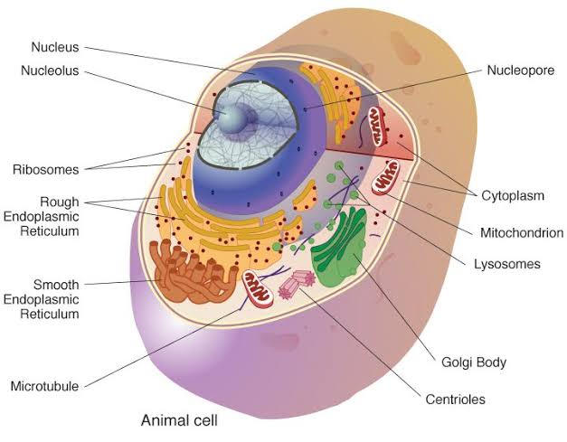 CELL AS A LIVING UNIT OF AN ORGANISM
