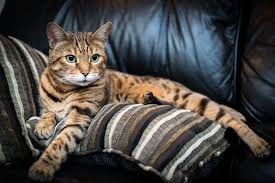 They generally also have a marbled pattern to their coat. All About The Bengal Cat Personality