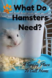own hamster starter kit