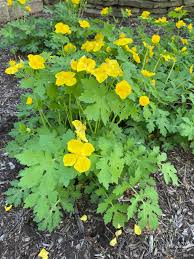 native plant yellow wood poppy adds
