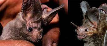 the new world leaf nosed bat radiation