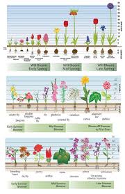 Bloom Time Charts For Fall Planted Bulbs Spring Planted