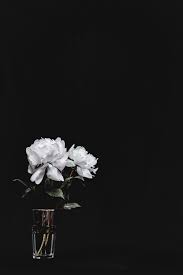 black and white flower wallpapers 4k