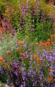 Gardening With Native Plants