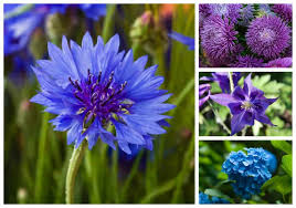 Also understanding different flower type, the meanings of flowers and what they symbolise can add an emotional or spiritual dimension to your choice in floral arrangements. 30 Popular Types Of Blue Violet Flowers For Your Garden A To Z Home Stratosphere