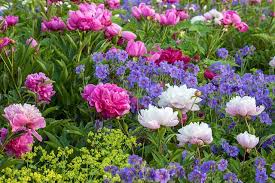 For more information, go to : Best Perennials For Gardeners In New England