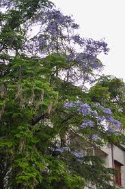 Un albero con fiori blu è una rarità. Stai Cercando Degli Alberi Con I Fiori Blu