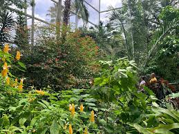 the erfly rainforest