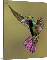 Beautiful Birds Pet Birds Colorful Birds