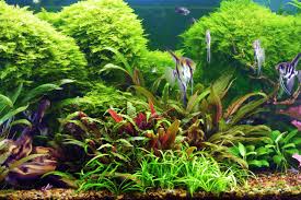 how to clean live aquarium plants