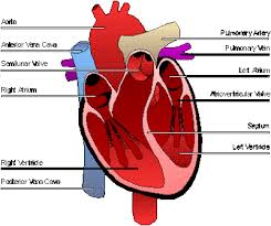 Trucraristi Heart Diagram Labeled