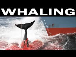 whale hunting and its future 1970