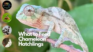 what to feed hatchling chameleons