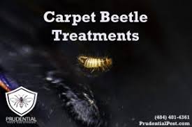the cost of carpet beetle treatment an