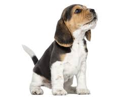 Your search is finally over. 1 Beagle Puppies For Sale By Uptown Puppies