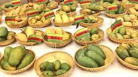 which-mango-is-best-in-india