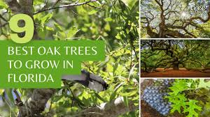 oak trees to grow or admire in florida