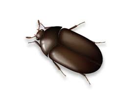 black carpet beetle pest information
