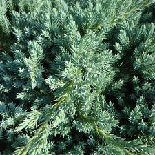 vente de juniperus blue carpet