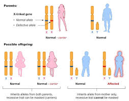These genes are normally found on the y chromosome (the y chromosome pretty much carries just these genes and very little else), but. Sex Linked Genes Bioninja