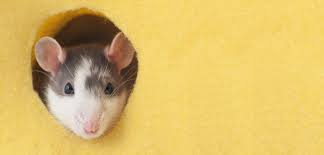 Mäuse im garten müssen sie nicht immer bekämpfen. Mause Vertreiben Hier Mehr Zu Tierfreundlichen Hausmitteln Lesen