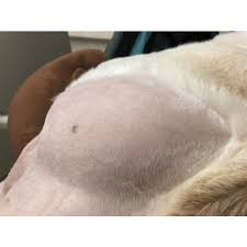column canine and cat lipoma s