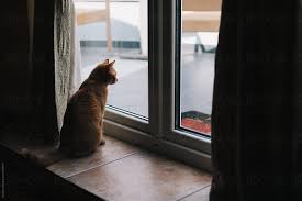 cat sitting near a glass door indoor by