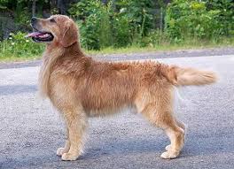 I am no longer accepting applications for the waitlist. Tangleloft Goldens Quality Golden Retriever Puppies And Adults In Massachusetts And New England