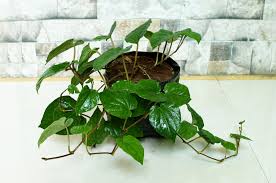 betel leaf plant paan