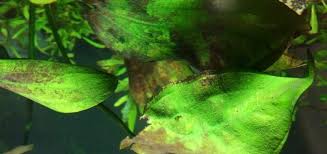 brown algae aquarium issues how to get