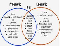 Whereas, most plant cells do not. What Do Eukaryotic Cells Have That Prokaryotic Cel Biology Questions Answers Sawaal