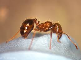 Fire ants grasp the skin (bite) then inject venom ants do not die after biting as they do not lose any part of the body or get damaged. Biting And Stinging The Ants 6legs2many