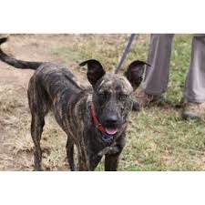 The staffordshire bull terrier is a vibrating, dancing, chortling love machine in the body of a warrior. Octavia Medium Female Staffordshire Bull Terrier X Australian Kelpie Mix Dog In Nsw Petrescue