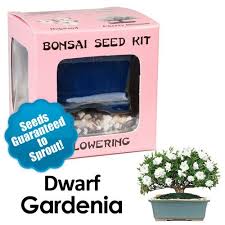 Dwarf Gardenia Bonsai Seed Kit Eve S