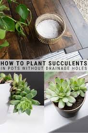 How To Plant Succulents In Pots Without