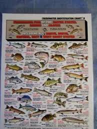 Details About Freshwater Fish Identification Id Chart Tightline Tightlines Publications 8