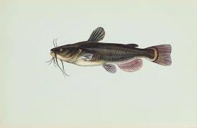 Fish Species Of Lake Norman In North Carolina