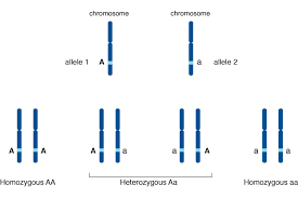 alleles determine traits in genetics